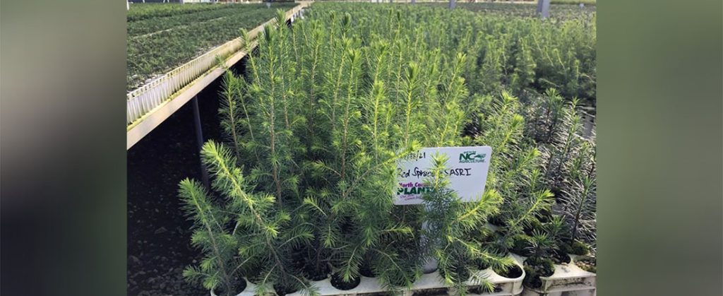 NC Forestry Service offers Tree Seedlings for Sale