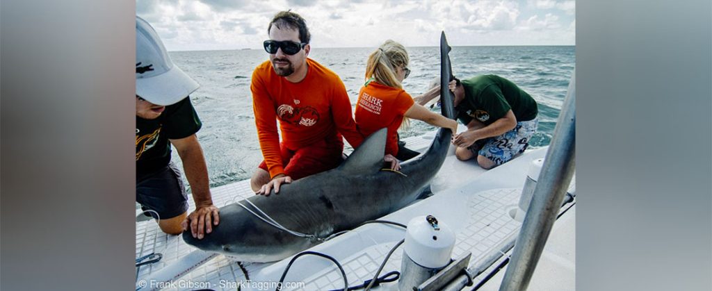 SharkTagging.com photo by Frank Gibson