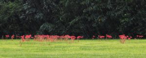 Red Spider Lilies