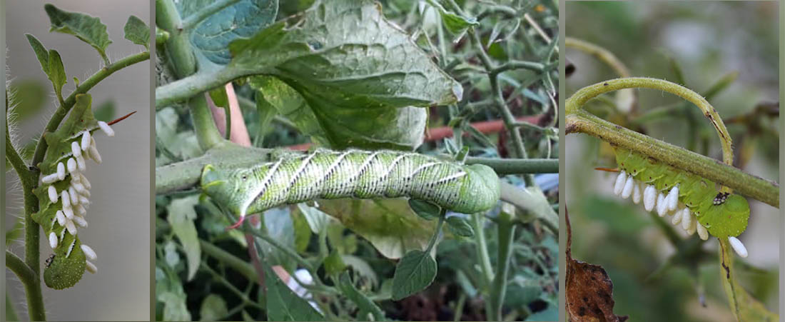 Tobacco Hornworm Caterpillars on tomato plants in New Bern NC