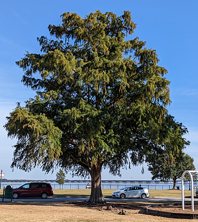 Cypress Tree at Union Pont Park in New Bern, NC