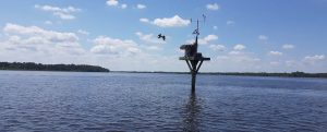 Osprey on the Neuse River in New Bern, N.C.