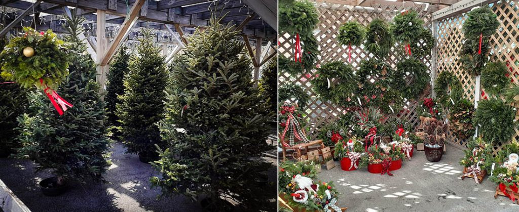 Christmas Trees and Wreaths for sale in the Greater New Bern area