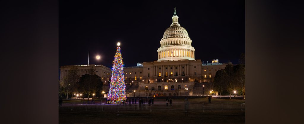 US Capitol Tree