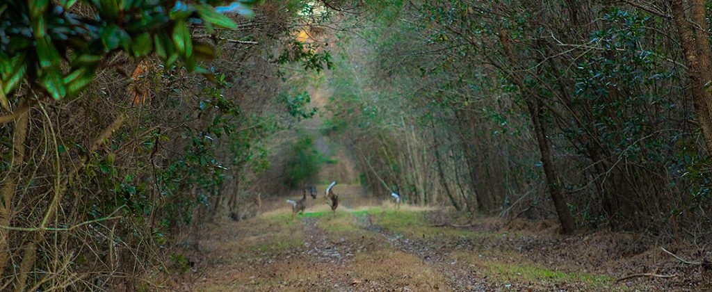 Deer prancing in the woods