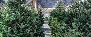 Christmas trees at Pinecone Home and Garden in New Bern, NC. Photo by Laura Johnson.