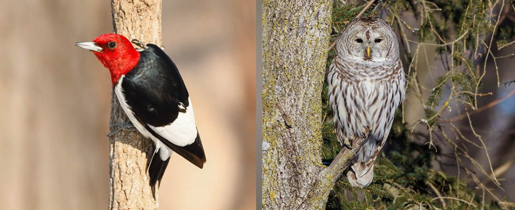Photos of Red-headed Woodpecker by Manny Salas and Barred Owl by Matt Boley