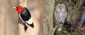 Red-headed Woodpecker by Manny Salas and Barred Owl by Matt Boley