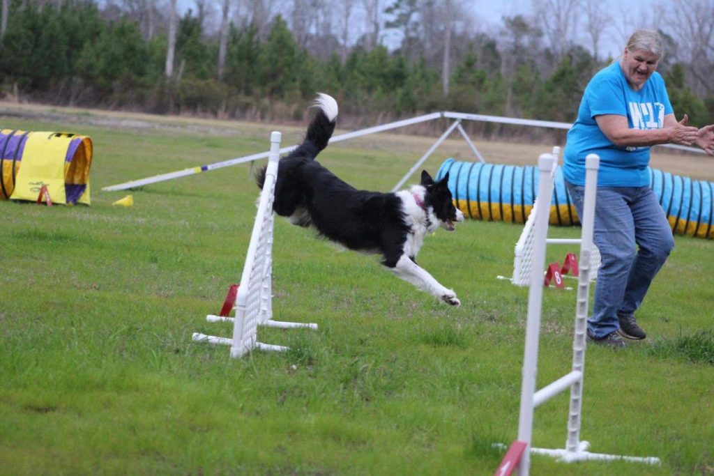Agility courses. Photo by Dallas Rae Photography.