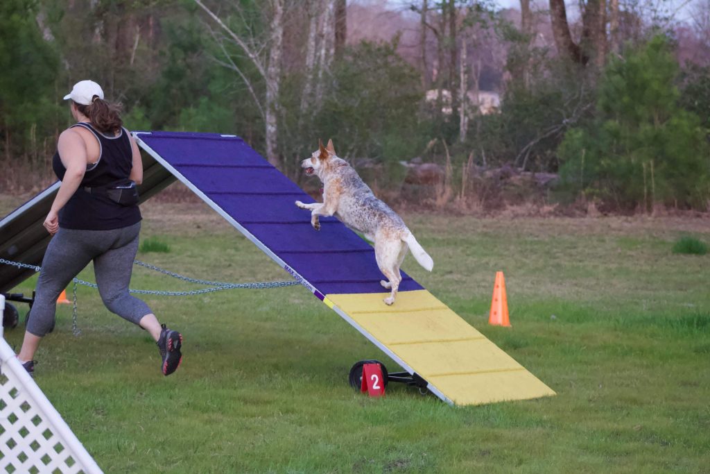 Agility courses. Photo by Dallas Rae Photography.
