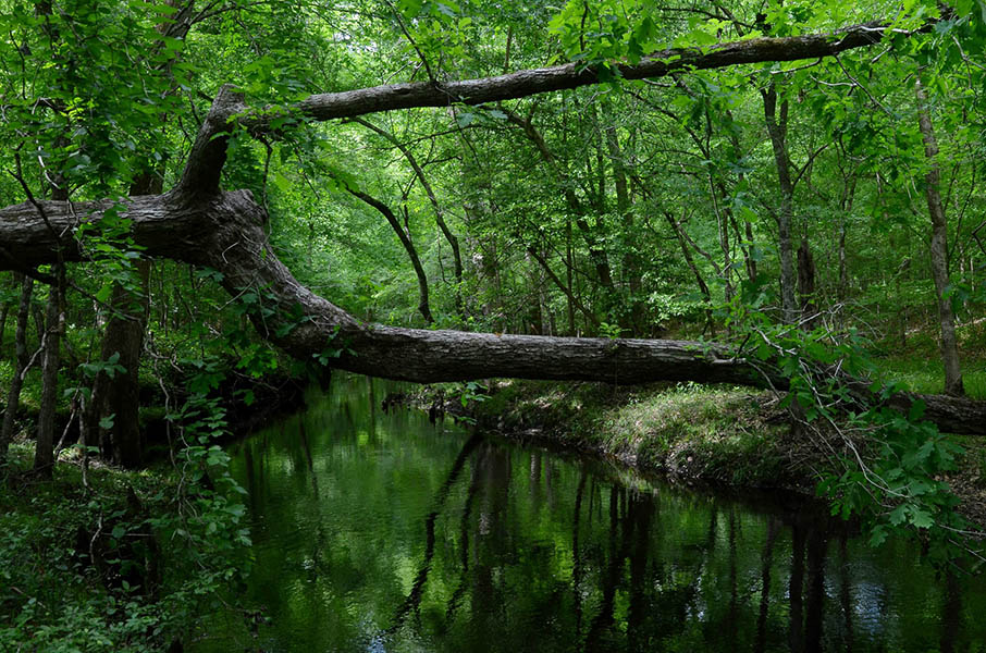 A fallen tree spans the water alongside the Island Creek Nature Trail in Pollocksville. Photo by Todd Wetherington.