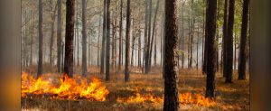 Prescribed Burn - Courtesy photo.