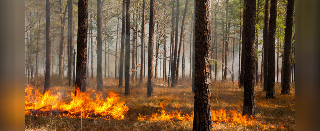 Governor Announces Controlled Burn Season – Ncwrc Launches “near Real 