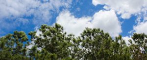 Trees and clouds taken at Martin Marietta Park. Photo by Wendy Card.