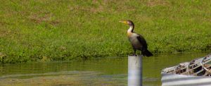 Cormorant watches over pond in New Bern neighborhood. Photo by Wendy Card.