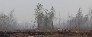 Croatan Nationa Forest Wildfire. Photo by Wendy Card.