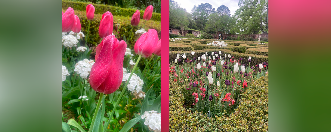 Stanly House Garden