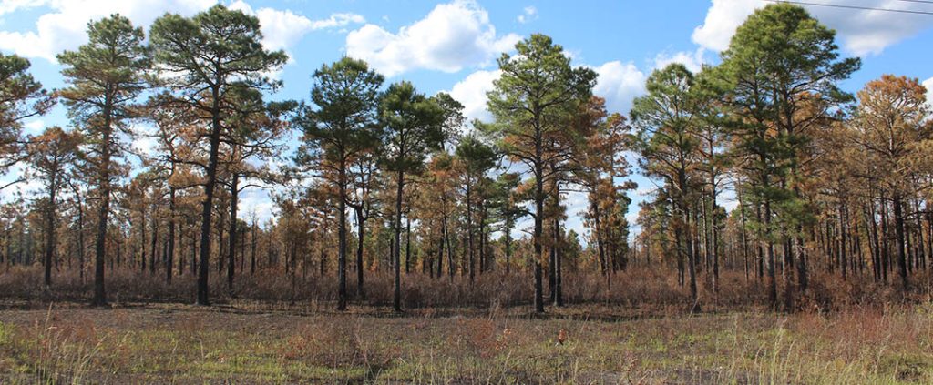 Wildfire spread off Catfish Lake Road in Croatan National Forest. (Wendy Card)