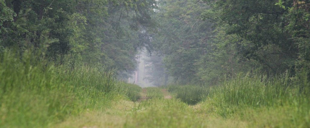 Wildfire burns in the Croatan National Forest on April 21, 2023. Photo by Wendy Card.