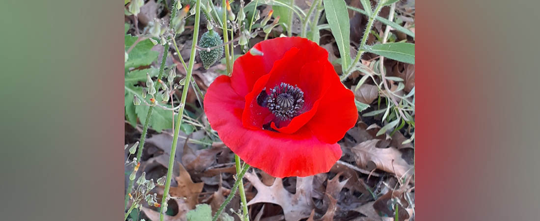 Why the Red Poppy Became a Symbol of Remembrance