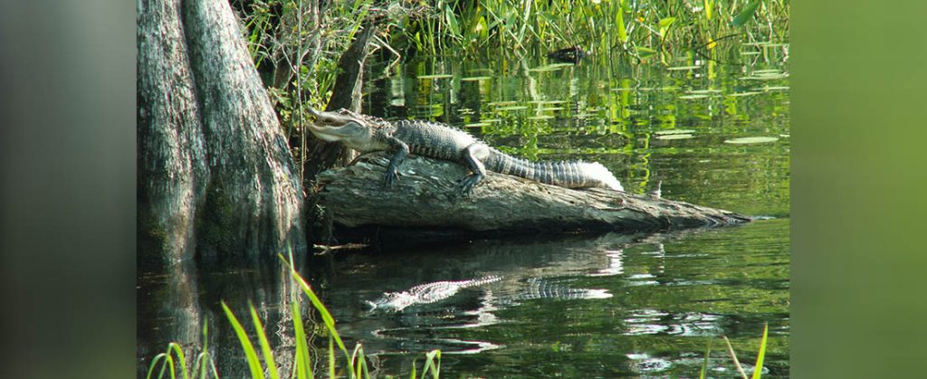 Alligator (Richad Scearce)