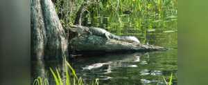 Alligator (Richad Scearce)