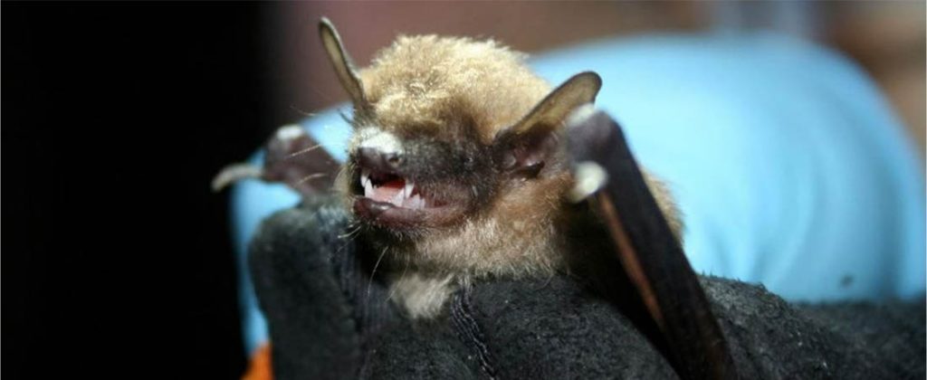 Brown Bat (U.S. Fish and Wildlife Service)