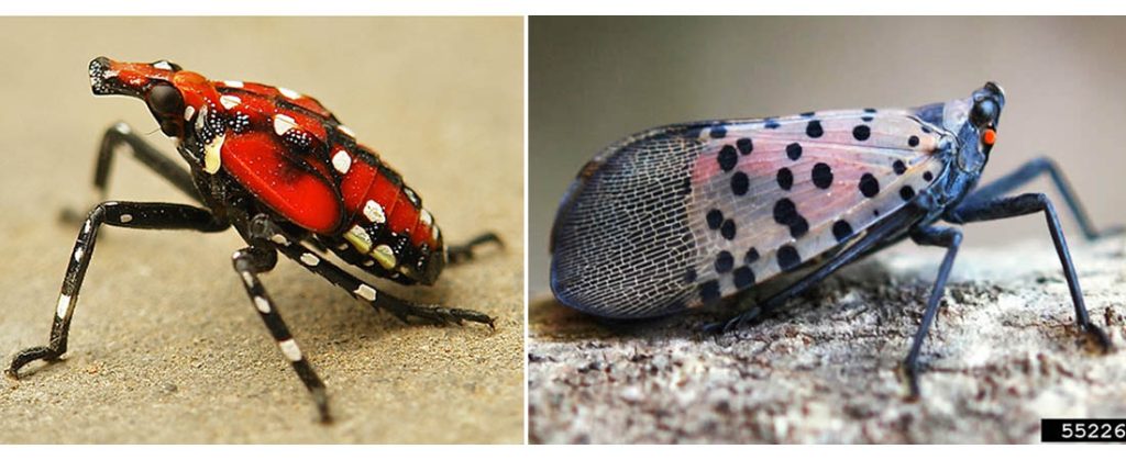 Spotted Lanternfly - L: Late Instar and R: Adult. (Courtesy)