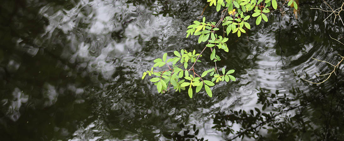 Creek in Craven County, N.C. (Wendy Card)