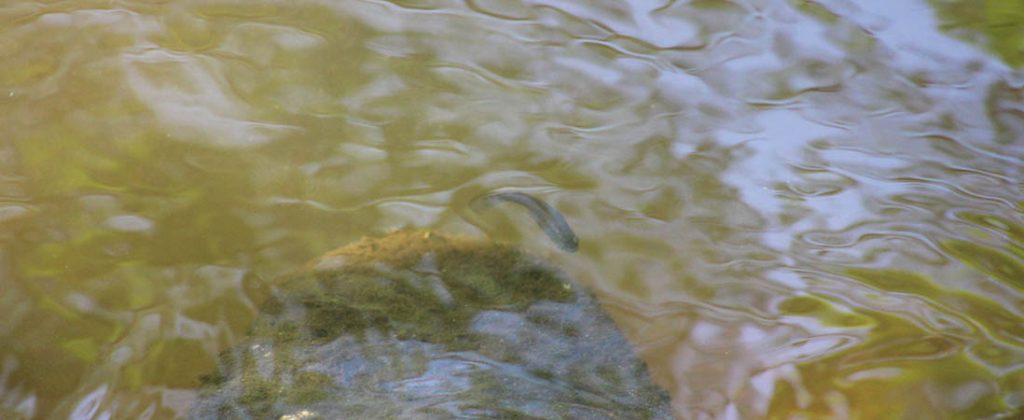 Fish in a creek in New Bern, N.C.