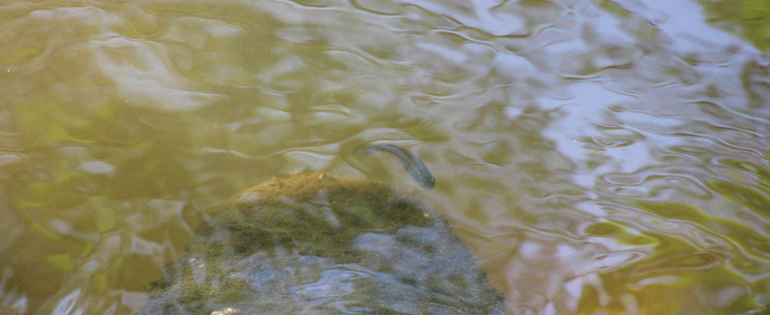 Fish in a creek in New Bern, N.C.