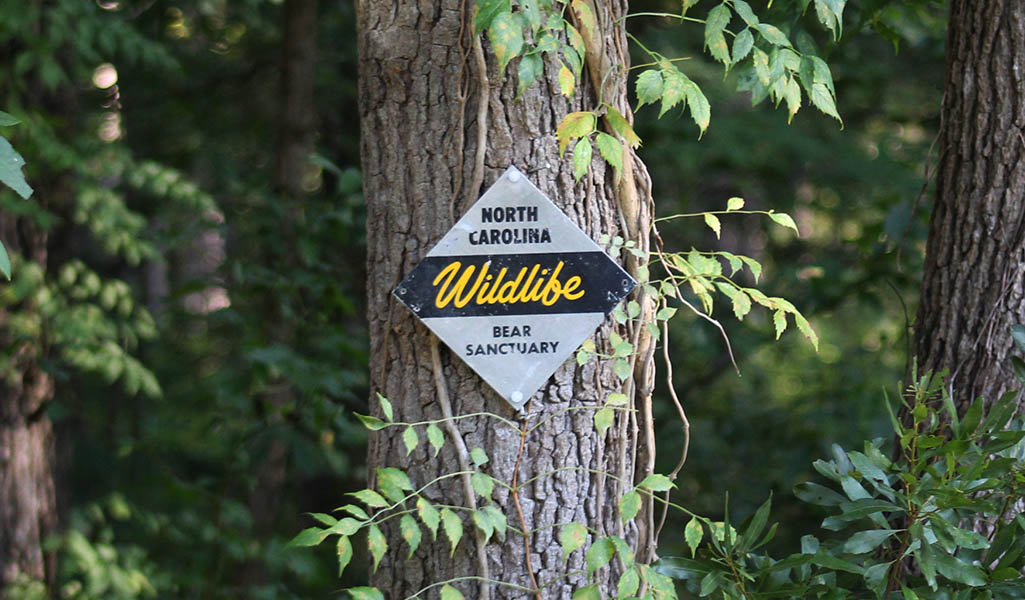 NC Wildlife Bear Sanctuary in the Croatan National Forest. (NBN photo/Wendy Card)