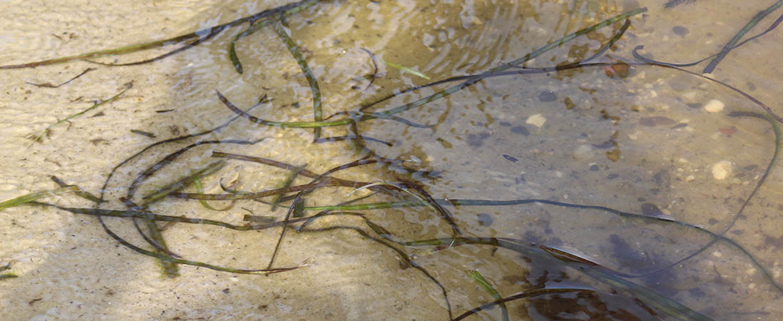 Seaweed in the Neuse River in New Bern, N.C.