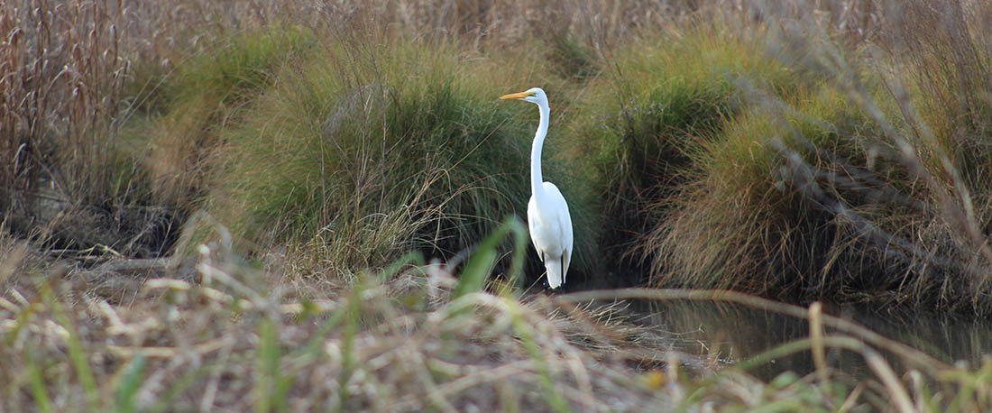 Great Egret (NBN Photo)