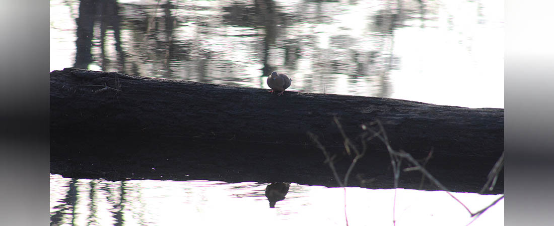 Ring-neck dove on log. (NBN Photo)