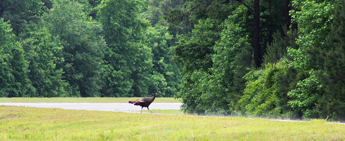 Wild turkey crossing the NC 43 Connector near the US 70 interchange in the West New Bern area. (NBN Photo)