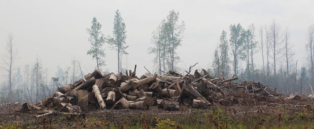 Photo of Great Lakes Fire in Croatan National Forest taken on April 22, 2023. (Photo by Wendy Card)