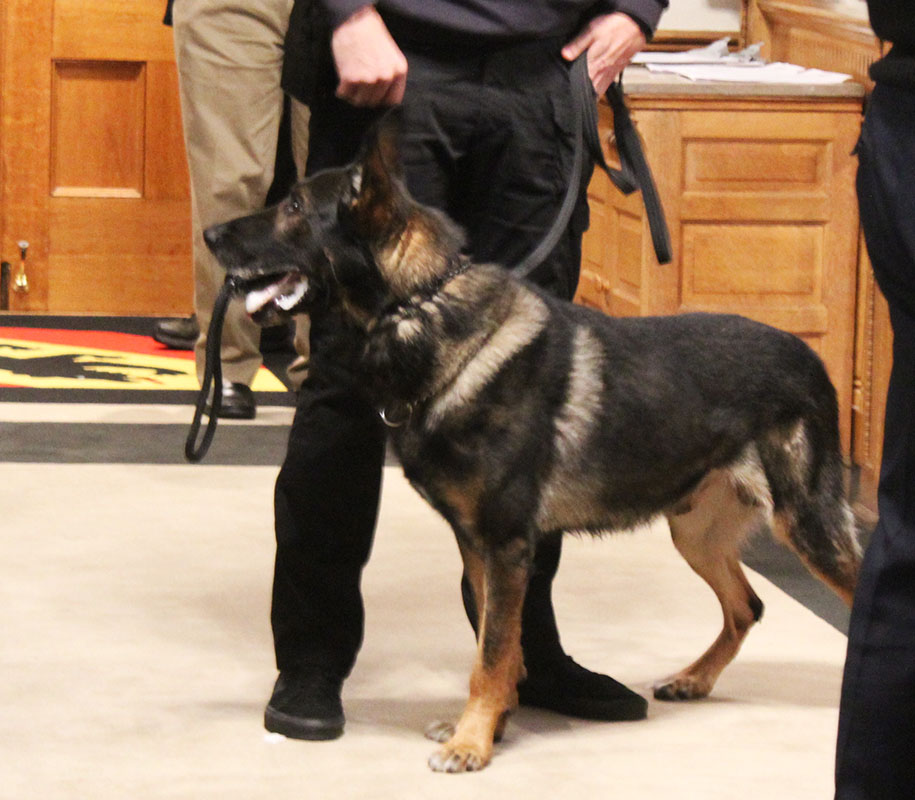 Police K-9 Fredy at City Hall in New Bern, NC on Dec. 9, 2025. (Photo by Wendy Card) 