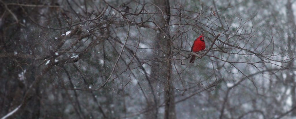 Snow falls in New Bern, NC on Jan. 31, 2026. (Photo by Wendy Card)