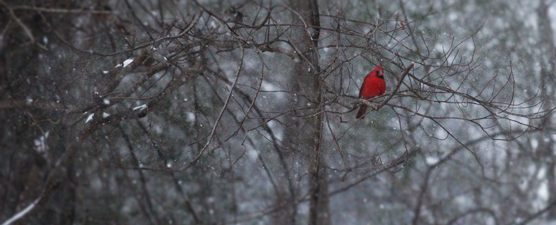 Snow falls in New Bern, NC on Jan. 31, 2026. (Photo by Wendy Card)