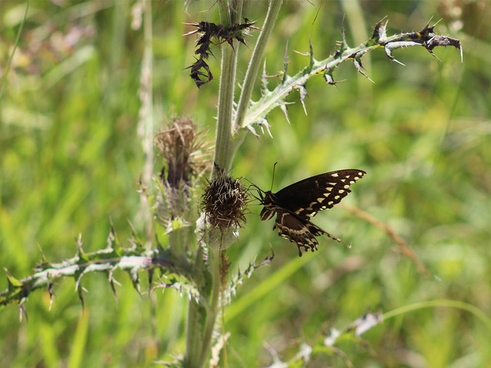 A swallowtail butterfly in the Croatan National Forest. (Photo by Wendy Card)