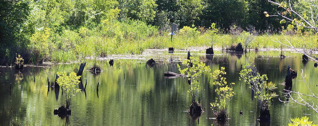 A pond in the Croatan National Forest. (Photo by Wendy Card)