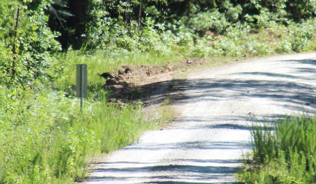 A turkey crossing a gravel road in the Croatan National Forest. (Photo by Wendy Card)