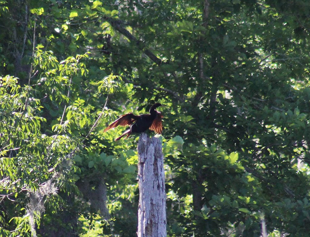 A cormorant in the Croatan National Forest. (Photo by Wendy Card)