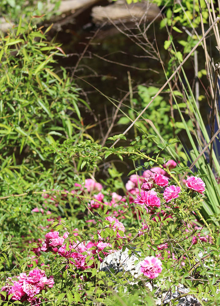 Wildflowers in the Croatan National Forest. (Photo by Wendy Card)
