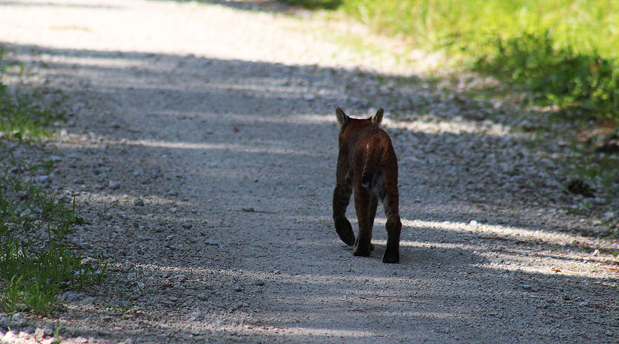 A bobcat in the Croatan National Forest in Craven County, NC. (Photo by Wendy Card)