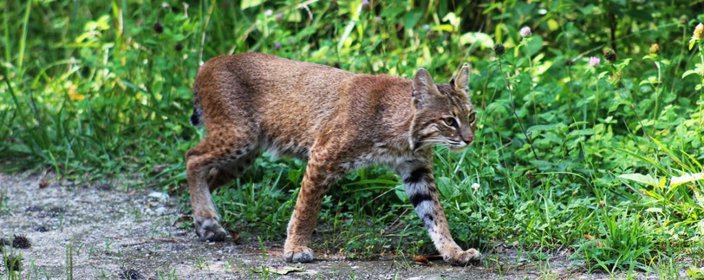 A bobcat in the Croatan National Forest in Craven County, NC. (Photo by Wendy Card)