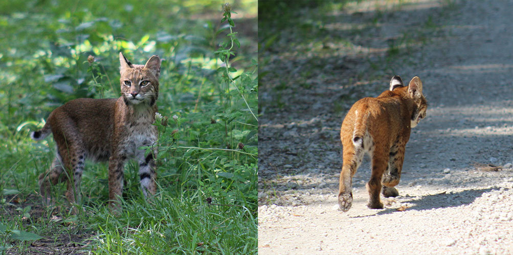 A bobcat in the Croatan National Forest in Craven County, NC. (Photo by Wendy Card)