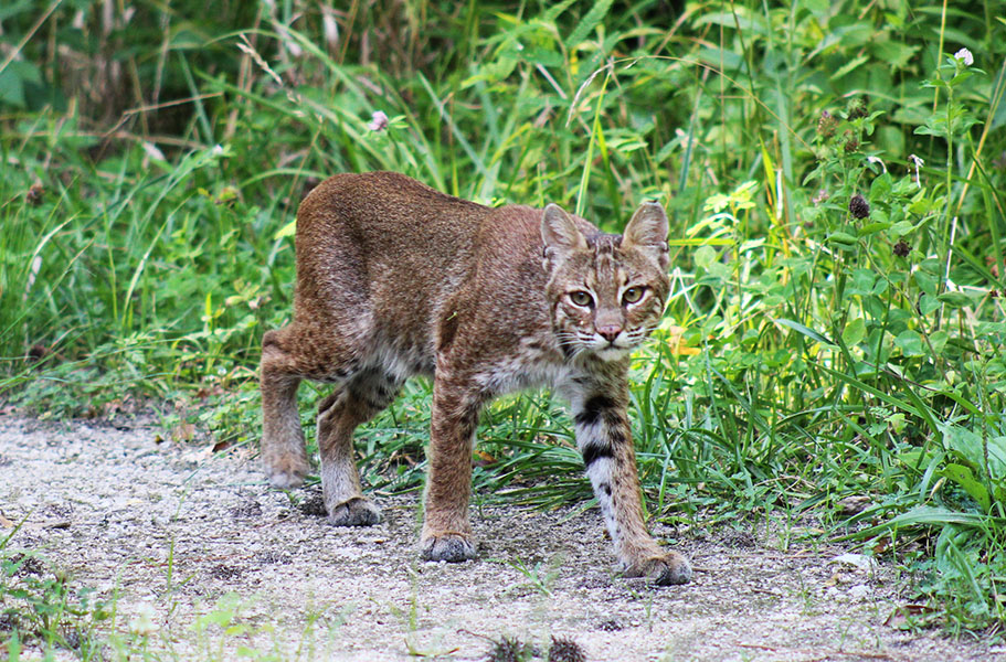 A bobcat in the Croatan National Forest in Craven County, NC. (Photo by Wendy Card)