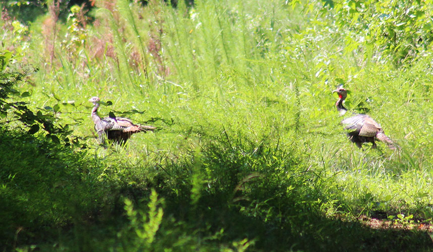 Wild turkeys in the Croatan National Forest in Craven County, NC. (Photo by Wendy Card)